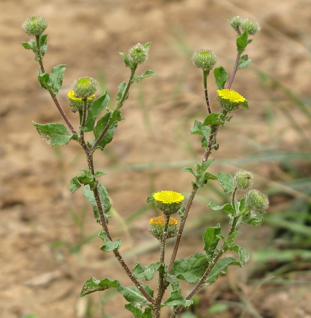 Pulicaria vulgaris